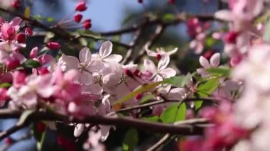Elma ağacı çiçek açmış. Süslü elma ağacının yumuşak odaklı güzel pembe çiçekleri. Çiçekler yakın plan. Bahar arka planı. Parkta çiçek açan elma ağacı. Huzurlu doğa geçmişi