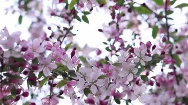 Elma ağacı çiçek açmış. Süslü elma ağacının yumuşak odaklı güzel pembe çiçekleri. Çiçekler yakın plan. Bahar arka planı. Parkta çiçek açan elma ağacı. Huzurlu doğa geçmişi