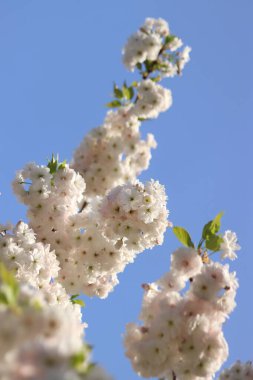 Beyaz çiçekler. Sakura çiçek açmış. Yumuşak odaklı güzel beyaz sakura çiçekleri. Çiçekler yakın plan. Bahar arka planı. Parkta çiçek açan sakura