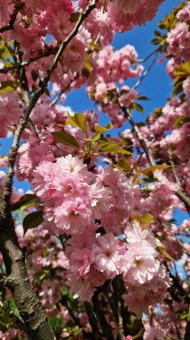 Sakura, parlak mavi gökyüzüne karşı çiçek açar. Güzel pembe sakura çiçekleri. Tepeden tırnağa çiçek manzarası. Bahar arka planı. Parkta kiraz çiçeği. Doğa arkaplanı