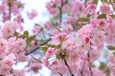 Sakura çiçek açmış. Yumuşak odaklı güzel pembe sakura çiçekleri. Çiçekler yakın plan. Bahar arka planı. Parkta çiçek açan sakura ağacı