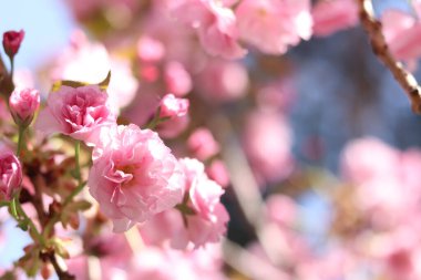 Sakura çiçek açmış. Yumuşak odaklı güzel pembe sakura çiçekleri. Çiçekler yakın plan. Bahar arka planı. Parkta çiçek açan sakura ağacı