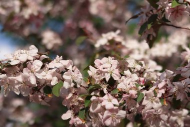 Çiçek açan süs elma ağacının yakın çekimi. Güzel elma ağacı çiçekleri. Çiçekler, taç yaprakları ve erkek organları. Bahar arka planı. Parkta çiçek açan elma ağacı. Huzurlu doğa geçmişi