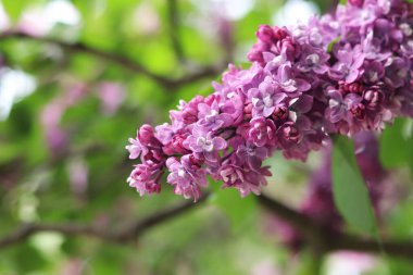 Leylak. Leylak çiçeğinin parlak fotoğrafı. Güzel leylak çiçekleriyle bahar arkaplanı. Doğal arka plan. Parkta ilkbahar. Arkaplanı bulanık olan leylak çiçekleri. Çiçek açan dal