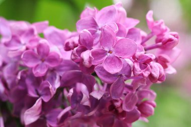 Leylak. Leylak çiçeğinin parlak fotoğrafı. Güzel leylak çiçekleriyle bahar arkaplanı. Doğal arka plan. Parkta ilkbahar. Arkaplanı bulanık olan leylak çiçekleri. Çiçek açan dal