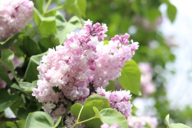 Leylak. Leylak çiçeğinin parlak fotoğrafı. Güzel leylak çiçekleriyle bahar arkaplanı. Doğal arka plan. Parkta ilkbahar. Arkaplanı bulanık olan leylak çiçekleri. Çiçek açan dal