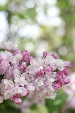 Leylak. Leylak çiçeğinin parlak fotoğrafı. Güzel leylak çiçekleriyle bahar arkaplanı. Doğal arka plan. Parkta ilkbahar. Arkaplanı bulanık olan leylak çiçekleri. Çiçek açan dal