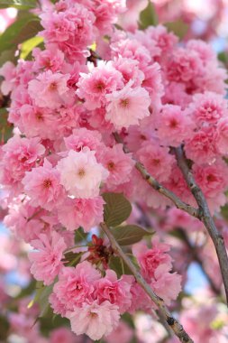 Sakura çiçekleri. Sakura dalları pembe çiçeklerle çiçek açıyor. Ağaç dallarındaki yemyeşil pembe çiçeklere yakın çekim. Doğa geçmişi. Bahar