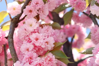 Sakura çiçekleri. Sakura dalları pembe çiçeklerle çiçek açıyor. Ağaç dallarındaki yemyeşil pembe çiçeklere yakın çekim. Doğa geçmişi. Bahar