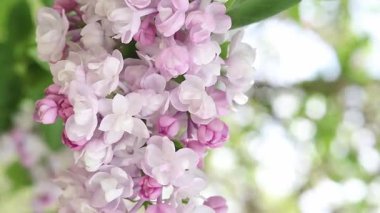 Arkaplanı bulanık leylak çiçekleri. Çiçek açan leylak dalının yakın çekimi. Doğanın ayrıntıları. Doğa geçmişi. Bahar. Leylak çalıları seçici odak ile çiçek açar