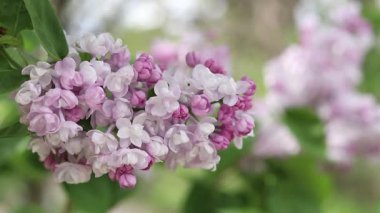 Arkaplanı bulanık leylak çiçekleri. Çiçek açan leylak dalının yakın çekimi. Doğanın ayrıntıları. Doğa geçmişi. Bahar. Leylak çalıları seçici odak ile çiçek açar