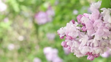 Arkaplanı bulanık leylak çiçekleri. Çiçek açan leylak dalının yakın çekimi. Doğanın ayrıntıları. Doğa geçmişi. Bahar. Leylak çalıları seçici odak ile çiçek açar