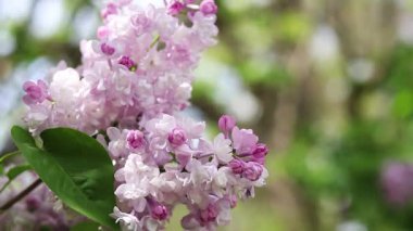 Arkaplanı bulanık leylak çiçekleri. Çiçek açan leylak dalının yakın çekimi. Doğanın ayrıntıları. Doğa geçmişi. Bahar. Leylak çalıları seçici odak ile çiçek açar
