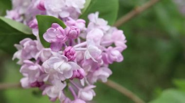 Arkaplanı bulanık leylak çiçekleri. Çiçek açan leylak dalının yakın çekimi. Doğanın ayrıntıları. Doğa geçmişi. Bahar. Leylak çalıları seçici odak ile çiçek açar
