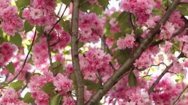 Sakura çiçekleri. Rüzgar, sakura ağacının dallarını pembe çiçeklerle sallıyor. Ağaç dallarındaki yemyeşil pembe çiçeklerin yakın çekimi. Doğa geçmişi. Bahar