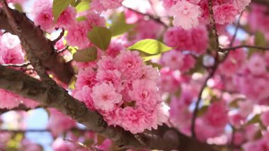 Sakura çiçekleri. Rüzgar, sakura ağacının dallarını pembe çiçeklerle sallıyor. Ağaç dallarındaki yemyeşil pembe çiçeklerin yakın çekimi. Doğa geçmişi. Bahar
