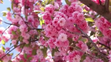 Sakura çiçekleri. Rüzgar, sakura ağacının dallarını pembe çiçeklerle sallıyor. Ağaç dallarındaki yemyeşil pembe çiçeklerin yakın çekimi. Doğa geçmişi. Bahar