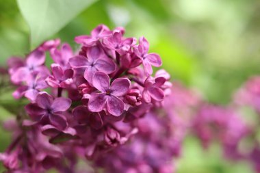 Pembe-mor leylak çalısı çiçek açar. Bahar ya da yaz dönemi. Güzel leylak çiçeği, yakın plan. Doğal arka plan. Parlak renkli çiçekler. Bahçede ya da parkta leylak açar