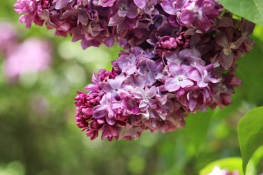 Pembe-mor leylak çalısı çiçek açar. Bahar ya da yaz dönemi. Güzel leylak çiçeği, yakın plan. Doğal arka plan. Parlak renkli çiçekler. Bahçede ya da parkta leylak açar