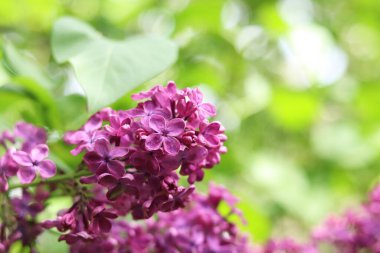 Pembe-mor leylak çalısı çiçek açar. Bahar ya da yaz dönemi. Güzel leylak çiçeği, yakın plan. Doğal arka plan. Parlak renkli çiçekler. Bahçede ya da parkta leylak açar