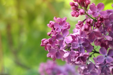 Pembe-mor leylak çalısı çiçek açar. Bahar ya da yaz dönemi. Güzel leylak çiçeği, yakın plan. Doğal arka plan. Parlak renkli çiçekler. Bahçede ya da parkta leylak açar