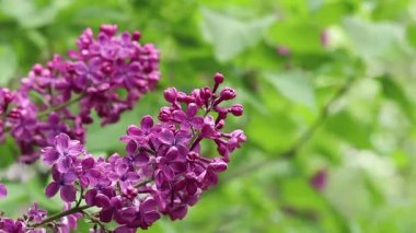 Pembe-mor leylak çalısı çiçek açar. Bahar ya da yaz dönemi. Güzel leylak çiçeği, yakın plan. Doğal arka plan. Parlak renkli çiçekler. Bahçede ya da parkta leylak açar