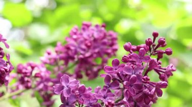 Pembe-mor leylak çalısı çiçek açar. Bahar ya da yaz dönemi. Güzel leylak çiçeği, yakın plan. Doğal arka plan. Parlak renkli çiçekler. Bahçede ya da parkta leylak açar