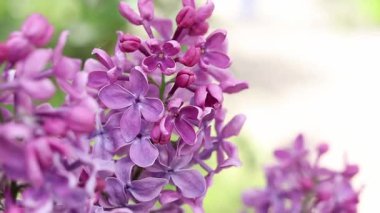 Pembe-mor leylak çalısı çiçek açar. Bahar ya da yaz dönemi. Güzel leylak çiçeği, yakın plan. Doğal arka plan. Parlak renkli çiçekler. Bahçede ya da parkta leylak açar