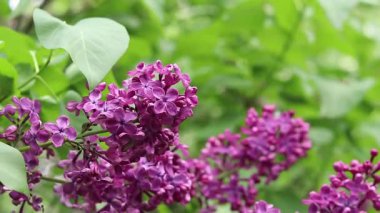 Pembe-mor leylak çalısı çiçek açar. Bahar ya da yaz dönemi. Güzel leylak çiçeği, yakın plan. Doğal arka plan. Parlak renkli çiçekler. Bahçede ya da parkta leylak açar