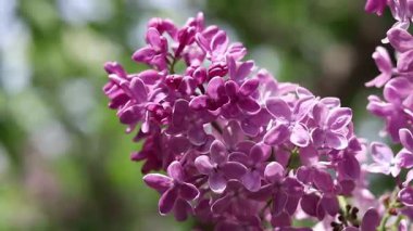 Pembe-mor leylak çalısı çiçek açar. Bahar ya da yaz dönemi. Güzel leylak çiçeği, yakın plan. Doğal arka plan. Parlak renkli çiçekler. Bahçede ya da parkta leylak açar