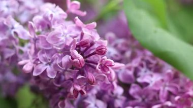 Pembe-mor leylak çalısı çiçek açar. Bahar ya da yaz dönemi. Güzel leylak çiçeği, yakın plan. Doğal arka plan. Parlak renkli çiçekler. Bahçede ya da parkta leylak açar