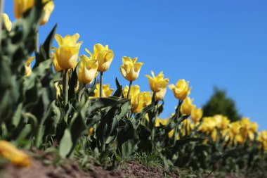 Mavi gökyüzüne karşı sarı laleler. Laleler yakın plan. Baharda çiçek açan laleler. Seçici odaklı parlak sarı çiçekler. Doğa geçmişi. Bahar arka planı. Gökyüzüne karşı güzel çiçekler