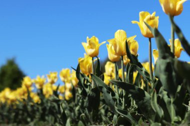Mavi gökyüzüne karşı sarı laleler. Laleler yakın plan. Baharda çiçek açan laleler. Seçici odaklı parlak sarı çiçekler. Doğa geçmişi. Bahar arka planı. Gökyüzüne karşı güzel çiçekler