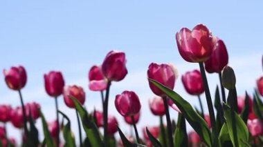 Mavi gökyüzüne karşı pembe laleler. Laleler yakın plan. Baharda çiçek açan laleler. Seçici odaklı parlak pembe çiçekler. Doğa geçmişi. Bahar arka planı. Gökyüzüne karşı güzel çiçekler