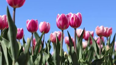 Mavi gökyüzüne karşı pembe laleler. Laleler yakın plan. Baharda çiçek açan laleler. Seçici odaklı parlak pembe çiçekler. Doğa geçmişi. Bahar arka planı. Gökyüzüne karşı güzel çiçekler