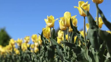 Mavi gökyüzüne karşı sarı laleler. Laleler yakın plan. Baharda çiçek açan laleler. Seçici odaklı parlak sarı çiçekler. Doğa geçmişi. Bahar arka planı. Gökyüzüne karşı güzel çiçekler