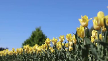 Mavi gökyüzüne karşı sarı laleler. Laleler yakın plan. Baharda çiçek açan laleler. Seçici odaklı parlak sarı çiçekler. Doğa geçmişi. Bahar arka planı. Gökyüzüne karşı güzel çiçekler