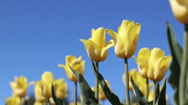 Mavi gökyüzüne karşı sarı laleler. Laleler yakın plan. Baharda çiçek açan laleler. Seçici odaklı parlak sarı çiçekler. Doğa geçmişi. Bahar arka planı. Gökyüzüne karşı güzel çiçekler