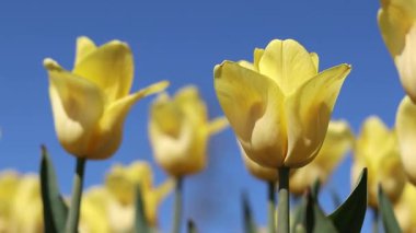 Mavi gökyüzüne karşı sarı laleler. Laleler yakın plan. Baharda çiçek açan laleler. Seçici odaklı parlak sarı çiçekler. Doğa geçmişi. Bahar arka planı. Gökyüzüne karşı güzel çiçekler