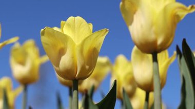 Mavi gökyüzüne karşı sarı laleler. Laleler yakın plan. Baharda çiçek açan laleler. Seçici odaklı parlak sarı çiçekler. Doğa geçmişi. Bahar arka planı. Gökyüzüne karşı güzel çiçekler