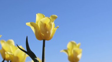 Mavi gökyüzüne karşı sarı laleler. Laleler yakın plan. Baharda çiçek açan laleler. Seçici odaklı parlak sarı çiçekler. Doğa geçmişi. Bahar arka planı. Gökyüzüne karşı güzel çiçekler