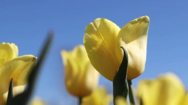 Mavi gökyüzüne karşı sarı laleler. Laleler yakın plan. Baharda çiçek açan laleler. Seçici odaklı parlak sarı çiçekler. Doğa geçmişi. Bahar arka planı. Gökyüzüne karşı güzel çiçekler