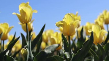 Mavi gökyüzüne karşı sarı laleler. Laleler yakın plan. Baharda çiçek açan laleler. Seçici odaklı parlak sarı çiçekler. Doğa geçmişi. Bahar arka planı. Gökyüzüne karşı güzel çiçekler