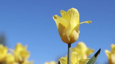 Mavi gökyüzüne karşı sarı laleler. Laleler yakın plan. Baharda çiçek açan laleler. Seçici odaklı parlak sarı çiçekler. Doğa geçmişi. Bahar arka planı. Gökyüzüne karşı güzel çiçekler