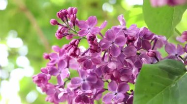 Leylak çiçeğinin güzel yakın çekimi. Pembe-mor leylak çiçeği. Bahar ya da yaz dönemi. Doğal arka plan. Parlak renkli çiçekler. Bahçede ya da parkta leylak çiçek açar.