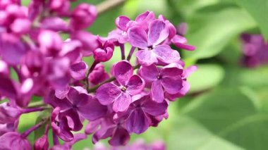 Leylak çiçeğinin güzel yakın çekimi. Pembe-mor leylak çiçeği. Bahar ya da yaz dönemi. Doğal arka plan. Parlak renkli çiçekler. Bahçede ya da parkta leylak çiçek açar.