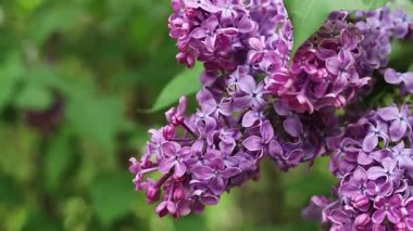 Leylak çiçeğinin güzel yakın çekimi. Pembe-mor leylak çiçeği. Bahar ya da yaz dönemi. Doğal arka plan. Parlak renkli çiçekler. Bahçede ya da parkta leylak çiçek açar.