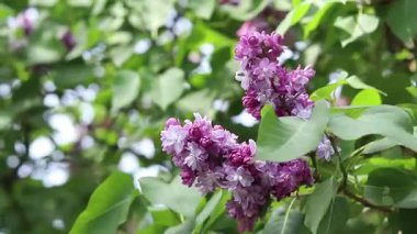 Leylak çiçeğinin güzel yakın çekimi. Pembe-mor leylak çiçeği. Bahar ya da yaz dönemi. Doğal arka plan. Parlak renkli çiçekler. Bahçede ya da parkta leylak çiçek açar.