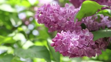 Leylak çiçeğinin güzel yakın çekimi. Pembe-mor leylak çiçeği. Bahar ya da yaz dönemi. Doğal arka plan. Parlak renkli çiçekler. Bahçede ya da parkta leylak çiçek açar.