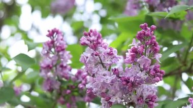 Leylak çiçeğinin güzel yakın çekimi. Pembe-mor leylak çiçeği. Bahar ya da yaz dönemi. Doğal arka plan. Parlak renkli çiçekler. Bahçede ya da parkta leylak çiçek açar.